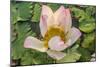 Lotus Flower (Nelumbo Nucifera), Near the Village of Kampong Tralach, Cambodia, Indochina-Michael Nolan-Mounted Photographic Print