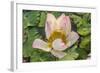 Lotus Flower (Nelumbo Nucifera), Near the Village of Kampong Tralach, Cambodia, Indochina-Michael Nolan-Framed Photographic Print