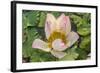 Lotus Flower (Nelumbo Nucifera), Near the Village of Kampong Tralach, Cambodia, Indochina-Michael Nolan-Framed Photographic Print