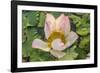 Lotus Flower (Nelumbo Nucifera), Near the Village of Kampong Tralach, Cambodia, Indochina-Michael Nolan-Framed Photographic Print