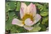 Lotus Flower (Nelumbo Nucifera), Near the Village of Kampong Tralach, Cambodia, Indochina-Michael Nolan-Mounted Photographic Print