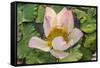 Lotus Flower (Nelumbo Nucifera), Near the Village of Kampong Tralach, Cambodia, Indochina-Michael Nolan-Framed Stretched Canvas