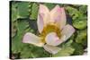 Lotus Flower (Nelumbo Nucifera), Near the Village of Kampong Tralach, Cambodia, Indochina-Michael Nolan-Stretched Canvas