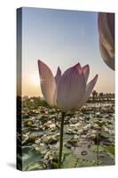 Lotus Flower (Nelumbo Nucifera), Near the Village of Kampong Tralach, Cambodia, Indochina-Michael Nolan-Stretched Canvas