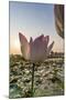 Lotus Flower (Nelumbo Nucifera), Near the Village of Kampong Tralach, Cambodia, Indochina-Michael Nolan-Mounted Photographic Print