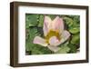 Lotus Flower (Nelumbo Nucifera), Near the Village of Kampong Tralach, Cambodia, Indochina-Michael Nolan-Framed Photographic Print