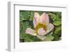 Lotus Flower (Nelumbo Nucifera), Near the Village of Kampong Tralach, Cambodia, Indochina-Michael Nolan-Framed Photographic Print