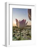 Lotus Flower (Nelumbo Nucifera), Near the Village of Kampong Tralach, Cambodia, Indochina-Michael Nolan-Framed Photographic Print