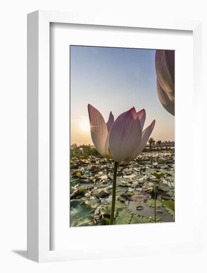 Lotus Flower (Nelumbo Nucifera), Near the Village of Kampong Tralach, Cambodia, Indochina-Michael Nolan-Framed Photographic Print