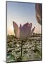 Lotus Flower (Nelumbo Nucifera), Near the Village of Kampong Tralach, Cambodia, Indochina-Michael Nolan-Mounted Photographic Print