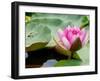 Lotus Flower on the Water-Ping Han-Framed Photographic Print