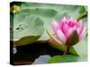 Lotus Flower on the Water-Ping Han-Stretched Canvas