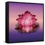 Lotus Flower over Blur Isolated Icon Design-Paulo Gomez-Framed Stretched Canvas