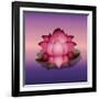 Lotus Flower over Blur Isolated Icon Design-Paulo Gomez-Framed Art Print