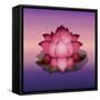 Lotus Flower over Blur Isolated Icon Design-Paulo Gomez-Framed Stretched Canvas