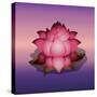 Lotus Flower over Blur Isolated Icon Design-Paulo Gomez-Stretched Canvas