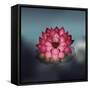 Lotus Flower over Blur Isolated Icon Design-Paulo Gomez-Framed Stretched Canvas