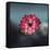 Lotus Flower over Blur Isolated Icon Design-Paulo Gomez-Framed Stretched Canvas