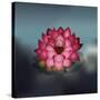 Lotus Flower over Blur Isolated Icon Design-Paulo Gomez-Stretched Canvas