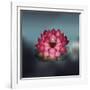 Lotus Flower over Blur Isolated Icon Design-Paulo Gomez-Framed Art Print