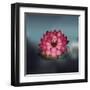 Lotus Flower over Blur Isolated Icon Design-Paulo Gomez-Framed Art Print