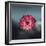 Lotus Flower over Blur Isolated Icon Design-Paulo Gomez-Framed Art Print