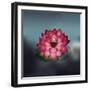 Lotus Flower over Blur Isolated Icon Design-Paulo Gomez-Framed Art Print