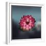 Lotus Flower over Blur Isolated Icon Design-Paulo Gomez-Framed Art Print