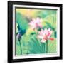 Lotus Flower Plants-kenny001-Framed Photographic Print