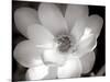 Lotus Flower V-Debra Van Swearingen-Mounted Photo