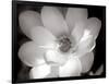 Lotus Flower V-Debra Van Swearingen-Framed Photo