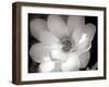 Lotus Flower V-Debra Van Swearingen-Framed Photo