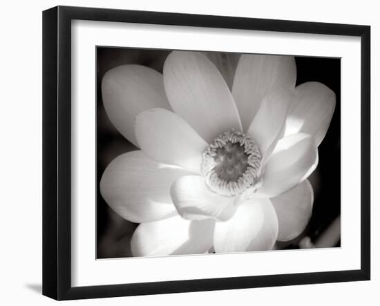 Lotus Flower V-Debra Van Swearingen-Framed Photo