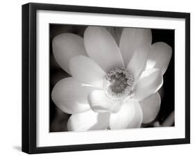 Lotus Flower V-Debra Van Swearingen-Framed Photo