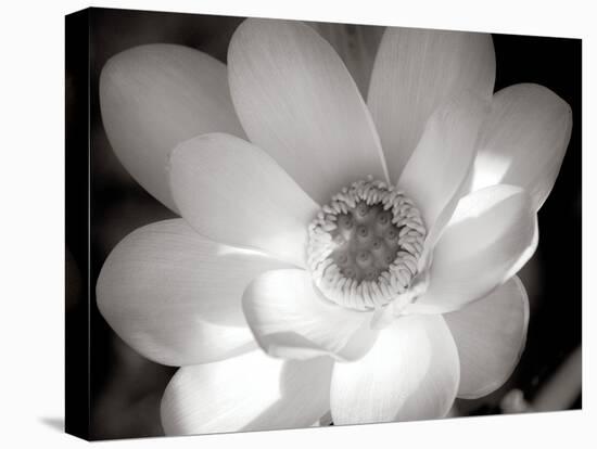 Lotus Flower V-Debra Van Swearingen-Stretched Canvas