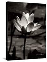 Lotus Flower VII-Debra Van Swearingen-Stretched Canvas