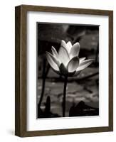 Lotus Flower VII-Debra Van Swearingen-Framed Art Print