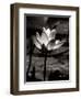 Lotus Flower VII-Debra Van Swearingen-Framed Art Print