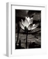 Lotus Flower VII-Debra Van Swearingen-Framed Art Print