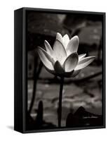Lotus Flower VII-Debra Van Swearingen-Framed Stretched Canvas