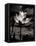 Lotus Flower VII-Debra Van Swearingen-Framed Stretched Canvas
