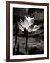 Lotus Flower VII-Debra Van Swearingen-Framed Art Print