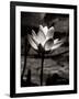 Lotus Flower VII-Debra Van Swearingen-Framed Art Print