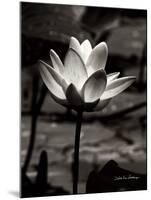 Lotus Flower VII-Debra Van Swearingen-Mounted Art Print