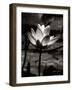 Lotus Flower VII-Debra Van Swearingen-Framed Art Print