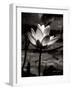 Lotus Flower VII-Debra Van Swearingen-Framed Art Print