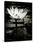 Lotus Flower VIII-Debra Van Swearingen-Stretched Canvas