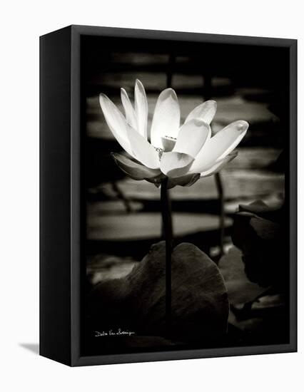 Lotus Flower VIII-Debra Van Swearingen-Framed Stretched Canvas