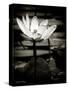 Lotus Flower VIII-Debra Van Swearingen-Stretched Canvas