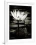 Lotus Flower VIII-Debra Van Swearingen-Framed Art Print